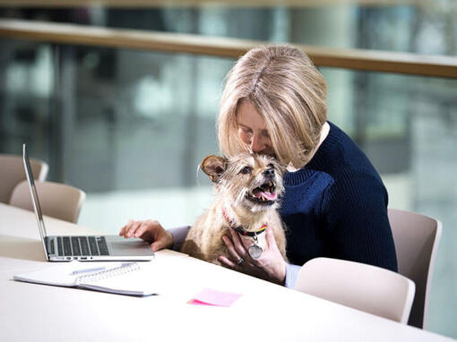 Terrier sitter på kvinnens fang mens hun jobber på en bærbar datamaskin