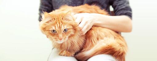 Å hjelpe katter med å bli kvitt fobier