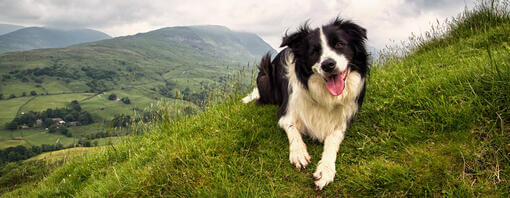 Border Collie sitter på toppen av et fjell med tungen ute.