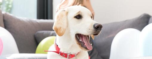 Golden Labrador retriever med rød krage og åpen munn