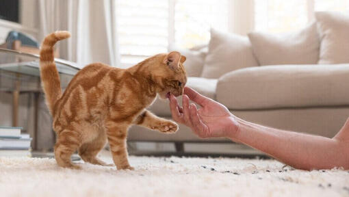 Ingefær kattunge biter menneskehånd
