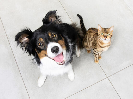 hund og katt sitter sammen og ser opp