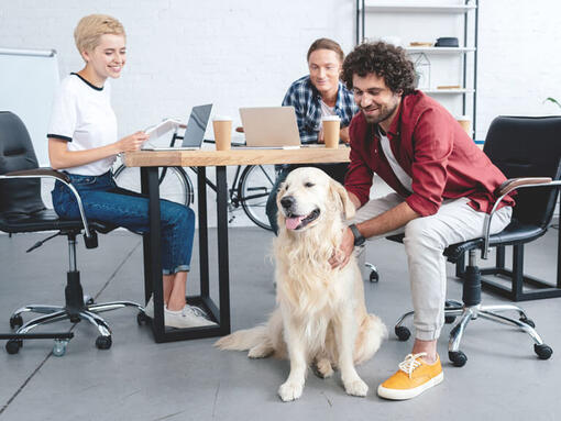 Golden retriever sitter ved skrivebordet med gruppearbeid