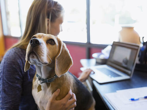 Beagle satt på eiers fanget mens hun jobber