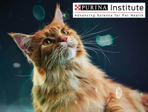 Purina Institute og innovasjon