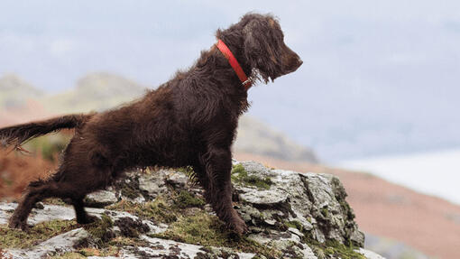 Hund ser ut over steinete landskap