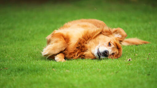 Hund som ruller i gresset