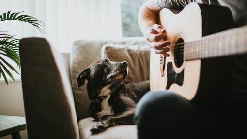 Hund ser på eieren spiller gitar